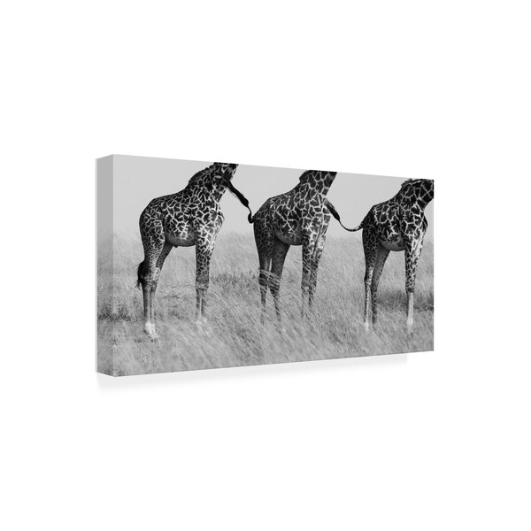 Mohammed Alnaser 'Wild Connection' Canvas Art,12x24